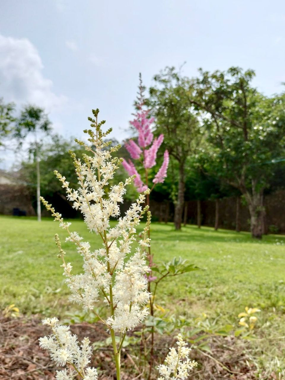 Astilbes blancos y rosados en el jardín de Santa Emilia