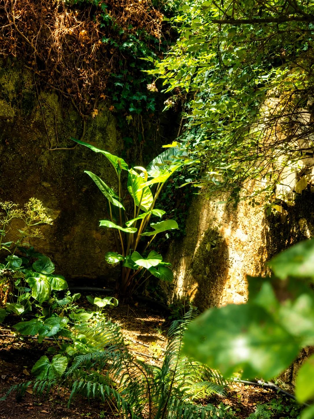 Un jardín por descubrir